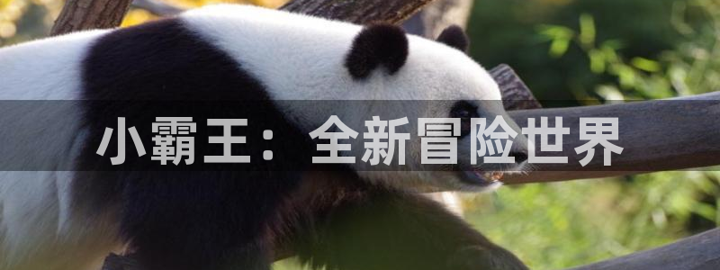 m6米乐登陆网页版：小霸王：全新冒险世界